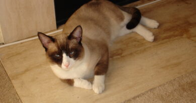 Сноу-шу (білоніжка)