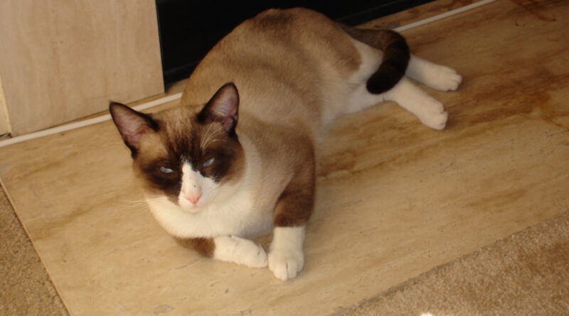 Сноу-шу (білоніжка)