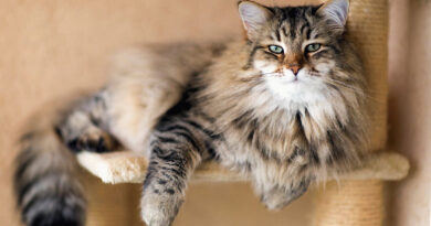 Сибірська лісова