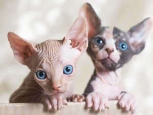 Сфінкс — порода кішок з «іншої планети».