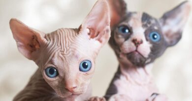 Сфінкс — порода кішок з «іншої планети»