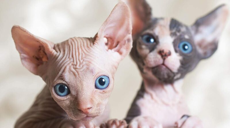 Сфінкс — порода кішок з «іншої планети»