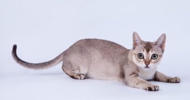 Сінгапурська порода кішок