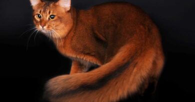 Сомалійська порода