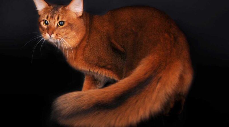 Сомалійська порода