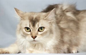 Тіффані / Шантільї-Тіффані / Шантільї.