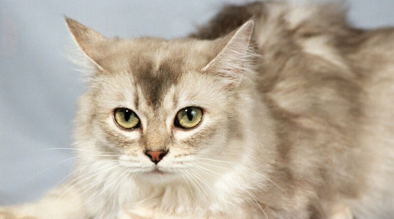 Тіффані / Шантільї-Тіффані / Шантільї