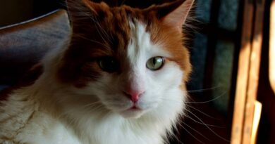 Турецький ван