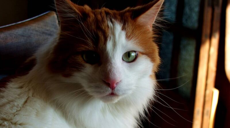 Турецький ван