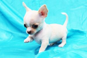 10 фактів про чихуахуа — і деякі буквально «підірвуть» вам мозок.