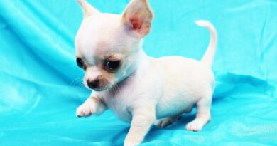 10 фактів про чихуахуа — і деякі буквально «підірвуть» вам мозок