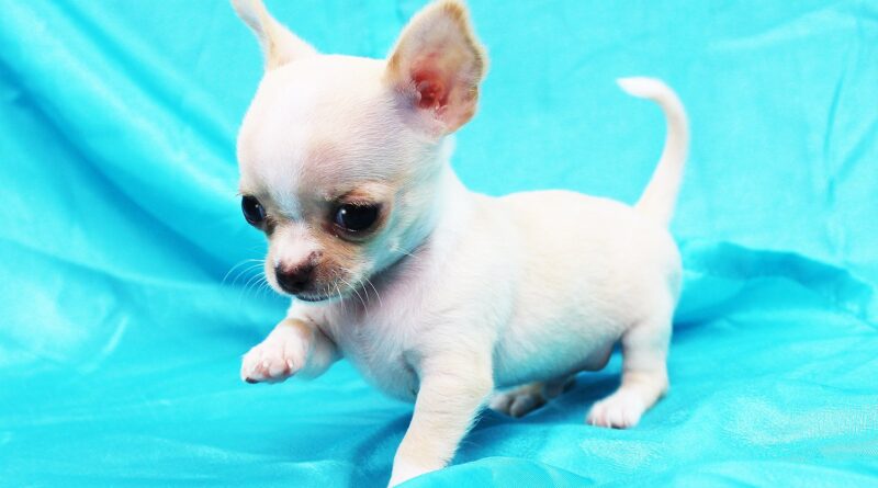10 фактів про чихуахуа — і деякі буквально «підірвуть» вам мозок