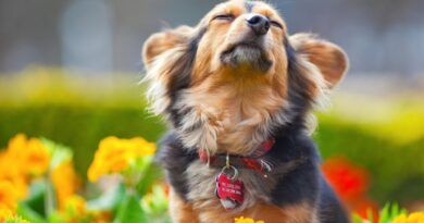 10 речей, яким нам варто було б повчитися у собак