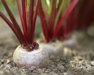 6 кроків до небувалого врожаю буряків.