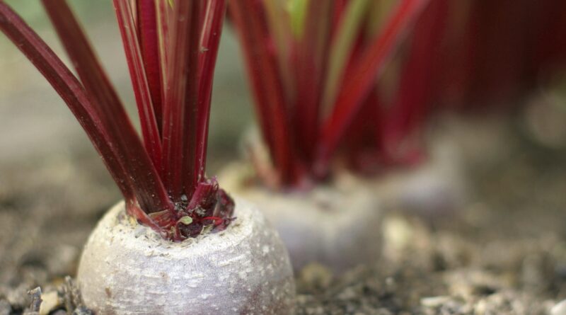 6 кроків до небувалого врожаю буряків