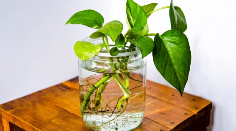 7 квітів та овочів, які можна виростити вдома у склянці води