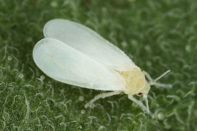 Білокрилка на розсаді