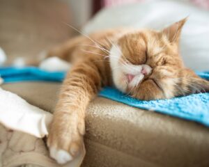 Чому кішки так багато сплять? Ви здивуєтеся, дізнавшись причину.