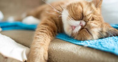 Чому кішки так багато сплять? Ви здивуєтеся, дізнавшись причину