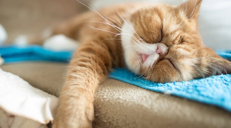Чому кішки так багато сплять? Ви здивуєтеся, дізнавшись причину