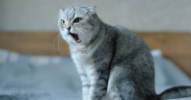 Чому кішок вважають нічними тваринами, чи це так