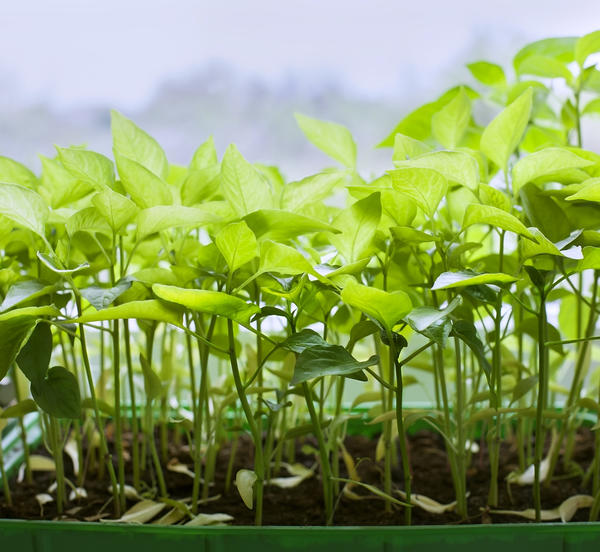 Чому розсада витягується