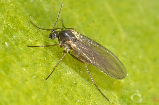 Ґрунтові мушки на розсаді