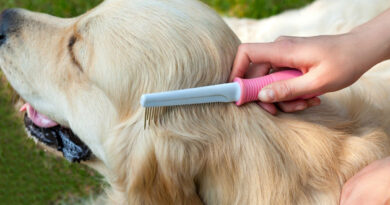 Кінологи розповіли, як привчити собаку до догляду за шерстю