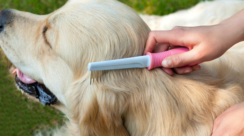 Кінологи розповіли, як привчити собаку до догляду за шерстю