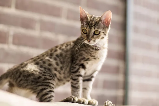 Коли вони з'явилися