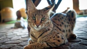 Котопес саванна: кому можна заводити собі такого вихованця?