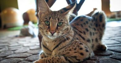 Котопес саванна: кому можна заводити собі такого вихованця