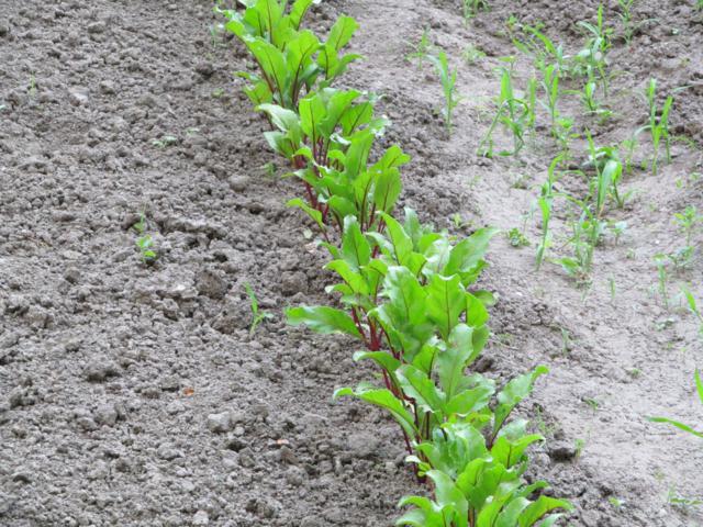 Крок 2. Проріджуйте сходи буряків