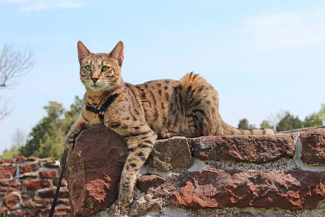 Можна дресирувати