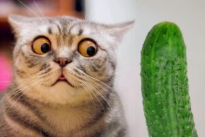 Навіщо їм коробки і чим страшний огірок: 5 котячих «чому».