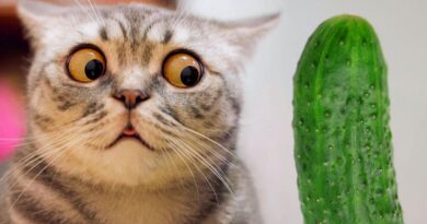 Навіщо їм коробки і чим страшний огірок: 5 котячих «чому»