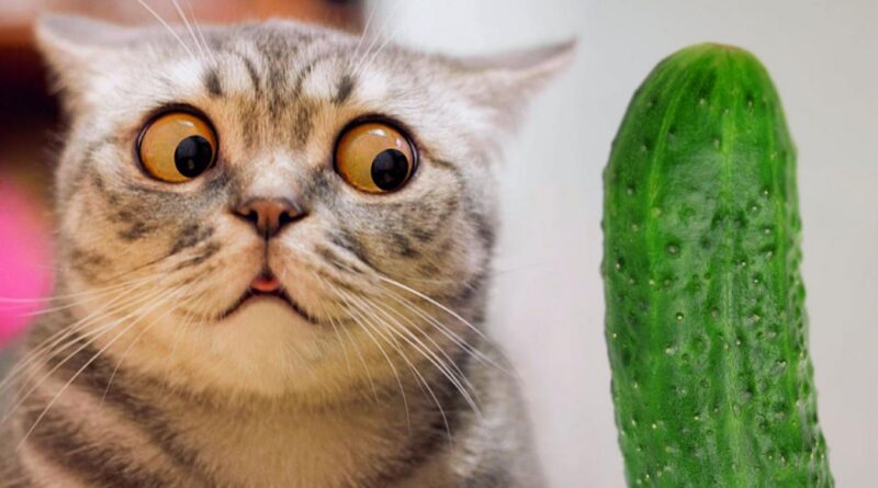 Навіщо їм коробки і чим страшний огірок: 5 котячих «чому»