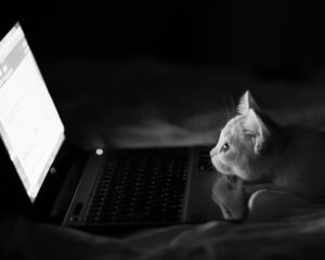 Небезпечні ігри: чи можна грати з котом лазерною указкою та показувати кіно?