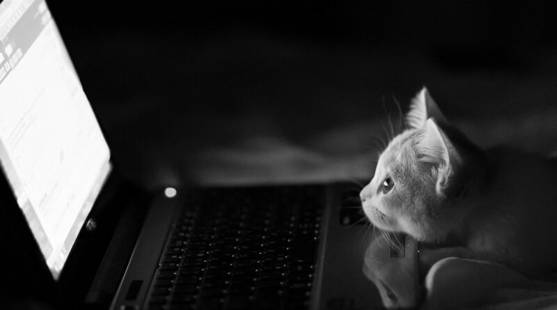 Небезпечні ігри: чи можна грати з котом лазерною указкою та показувати кіно