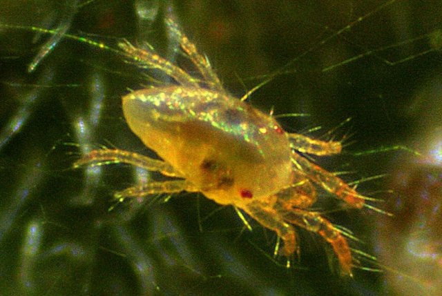 Павутинний кліщ на розсаді