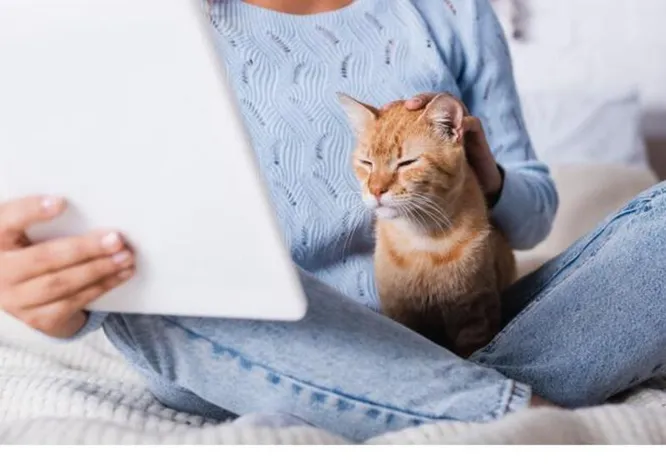 Підрив психіки кішки