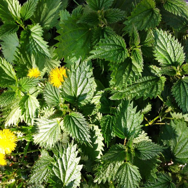 Підживлення розсади настоєм трав