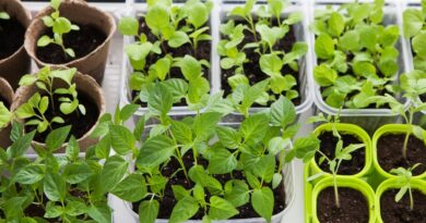 Щоб розсада не переростала: народні хитрощі та ботанічні премудрості