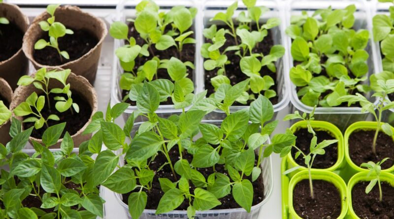 Щоб розсада не переростала: народні хитрощі та ботанічні премудрості