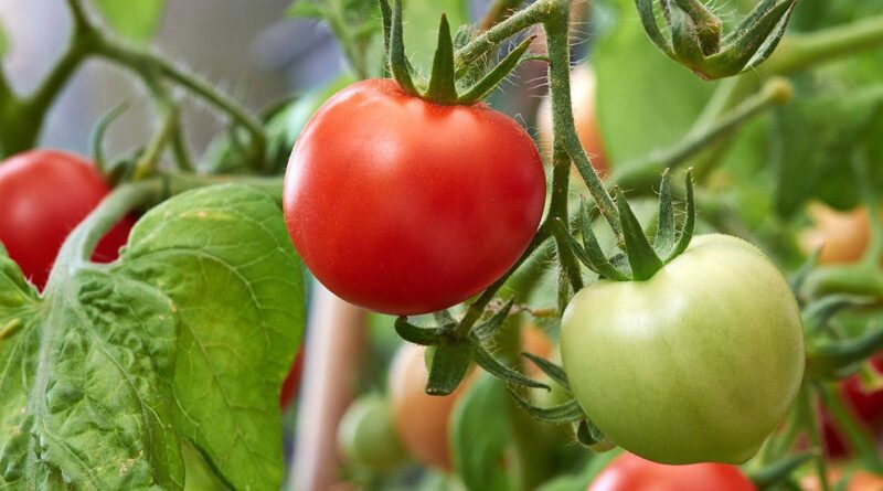Топ-8 помилок при вирощуванні томатів: граблі, на які настає кожен другий