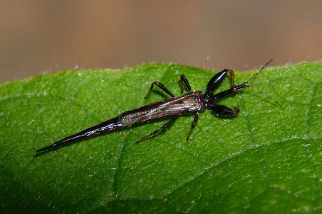 Трипси на молодих рослинах