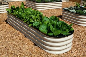 Цвіль на розсаді: чому грунт запліснів і як це виправити?