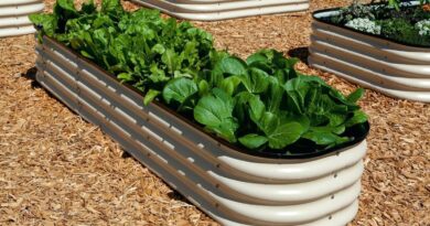 Цвіль на розсаді: чому грунт запліснів і як це виправити