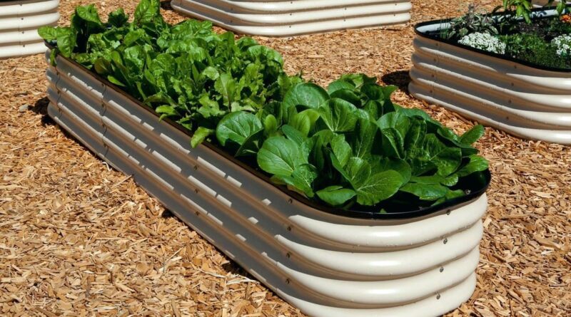 Цвіль на розсаді: чому грунт запліснів і як це виправити