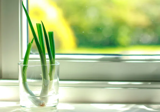 Пор / цибуля порей